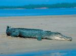 Saltwater Crocodile